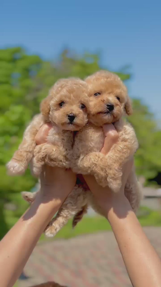 maltipoo bebekler 
